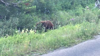 2018.07.15 Black Bear Glacier National Park