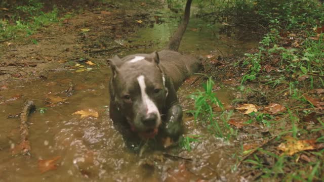 Dog Hilariously playing in river water.