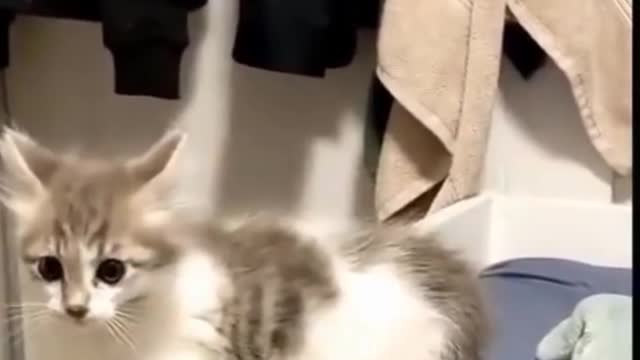 funny cat does some amazing dancing