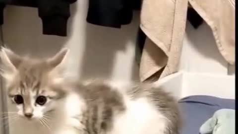 funny cat does some amazing dancing