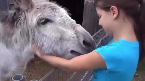 Donkey is reunited with the girl who raised it.. 😊