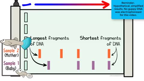 GEL ELECTROTHESIS ??