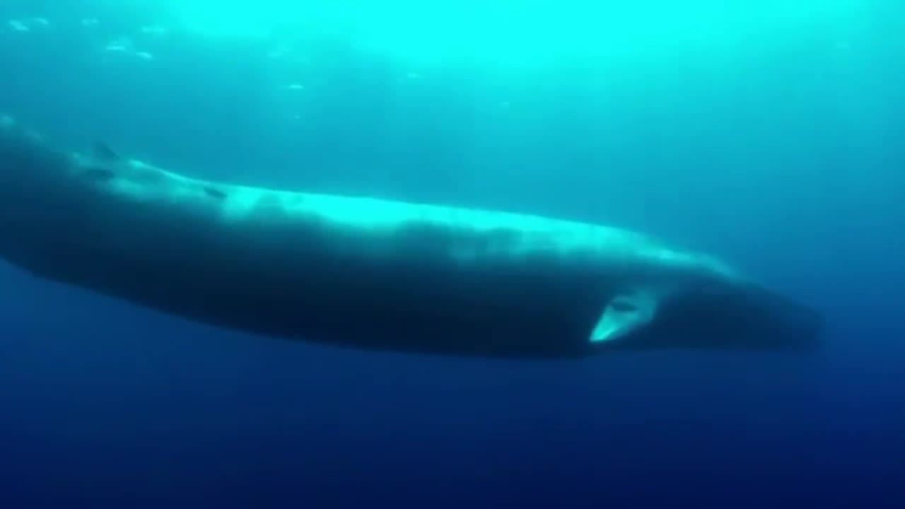Blue whale sightings