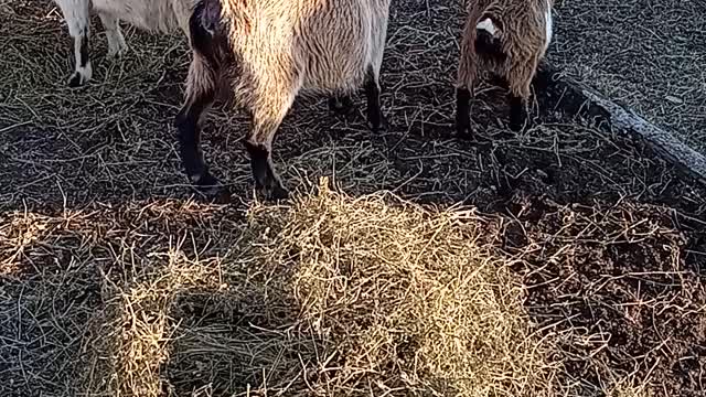 Nigerian Dwarf Goats Evening Feed