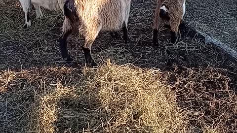 Nigerian Dwarf Goats Evening Feed