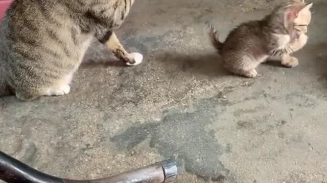 CAT BABY IS TRYING TO COPY HER MOTHER (CUTE MOMENT) 🐈️💕