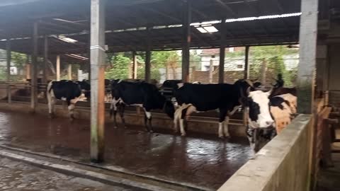 Cow Shed