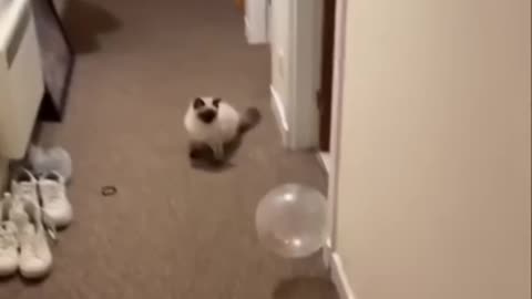 Funny and cute cats video 😂