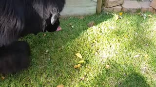 Newfoundland and frog