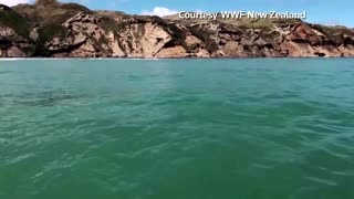 Drones fly to protect rare New Zealand dolphins