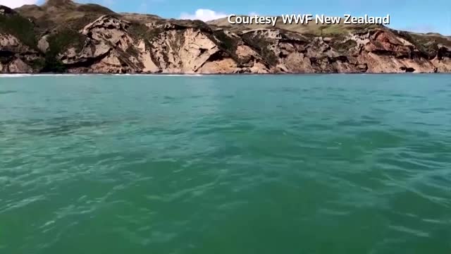 Drones fly to protect rare New Zealand dolphins