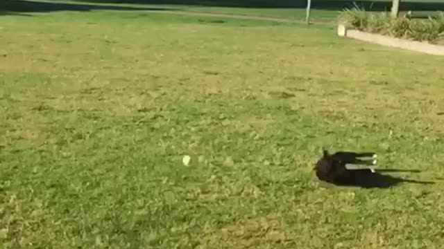 Dog trying to fetch ball and face plants