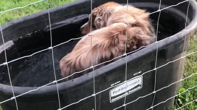 Look at this nice dog who knows how to bathe himself,