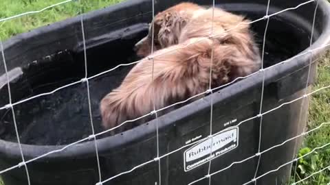 Look at this nice dog who knows how to bathe himself,