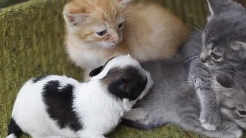 Three kittens and one puppy