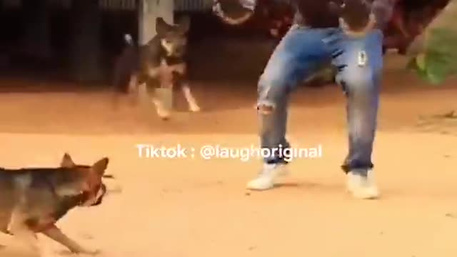 Funny dog moment ep10/try not to laugh loud