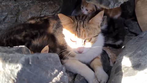 Poor mother cat hiding in the cliffs to protect her Kittens.