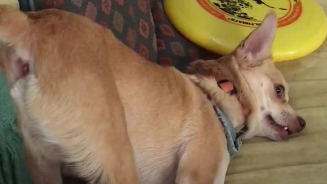 Chihuahua wrong way couch twitch