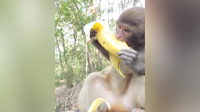 This monkey is very happy because he eats a very large banana 🐒