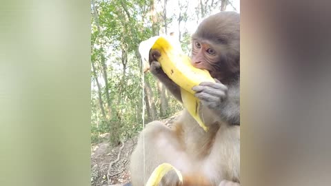 This monkey is very happy because he eats a very large banana 🐒