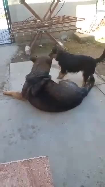 Tow dogs funny