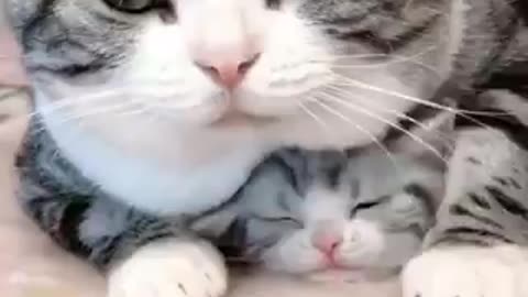 Cute cats videos around the world#11