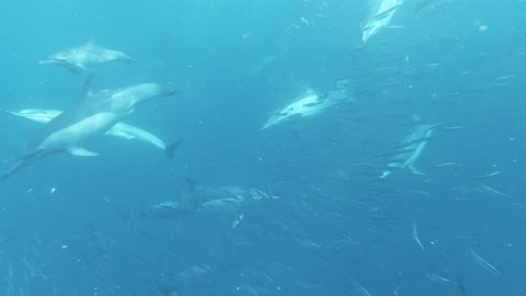 A Pod of Dolphins Hunting Sardines