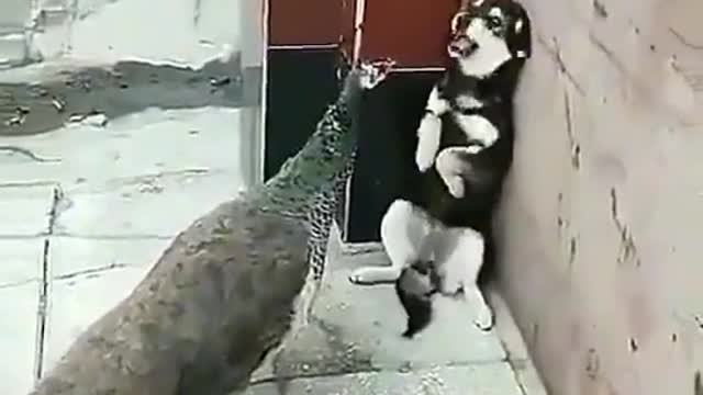 Funny dog