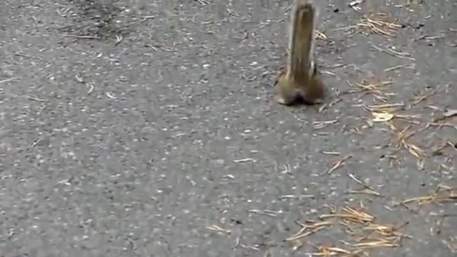 FUNNY VIDEOS WITH ANIMALS Funny Animals Animals