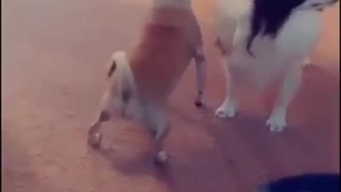 Dog shaking it's booty in style,,,😂😂😁😁😁🤣🤣😄