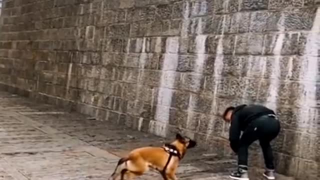 Dog Training In Funny way||Buy Now—https://bit.ly/3JknCuj