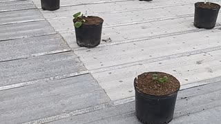 Squash and melons on roof