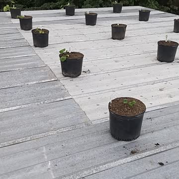 Squash and melons on roof