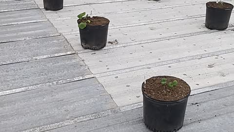 Squash and melons on roof