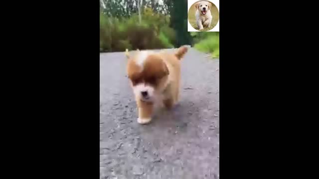 a chicken with his puppy best friend