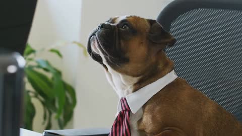 Dog in the office