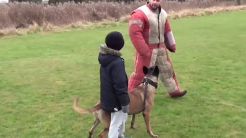 Personal and family protection with dog