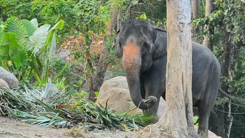 Asia Elephant