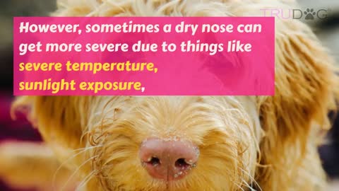 How to Treat Dry Nose on a Dog