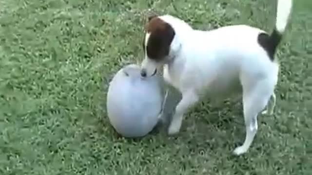 Funny Clips - Funny Dog play with ball rolling