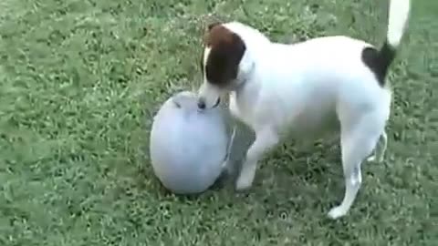 Funny Clips - Funny Dog play with ball rolling