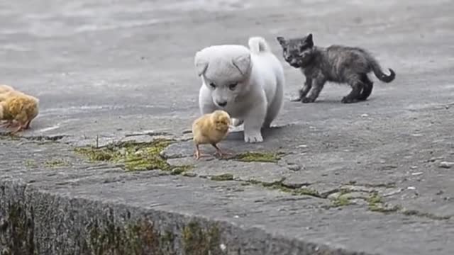 Adorable Puppy Playing with Baby Chicks Will Make You Feel Better