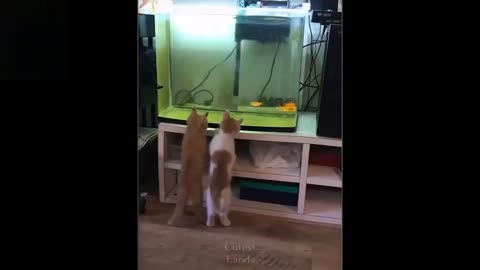 Cute And Funny Pets their moment and reaction