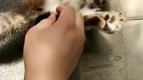 Cat funny video