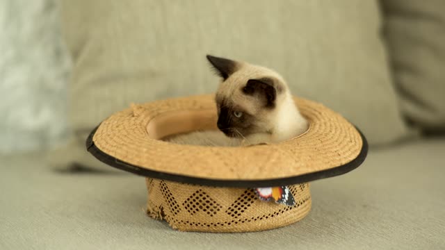 Siamese cat inside a hat A siamese cat🐈 is inside a straw hat on the sofa.