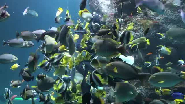 SEA Aquarium - Feeding Time