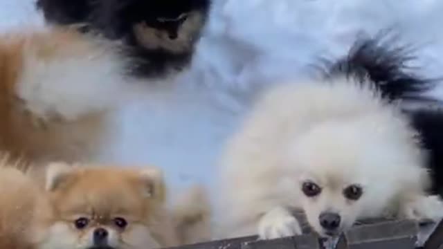 THE FUNNIEST ANIMALS OF THE YEAR🤣 AMAZING VIDEOS 😳😳