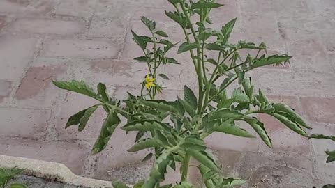 How to plant mirch