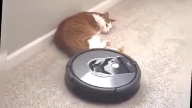 Vacuum cleaner for cats and robots