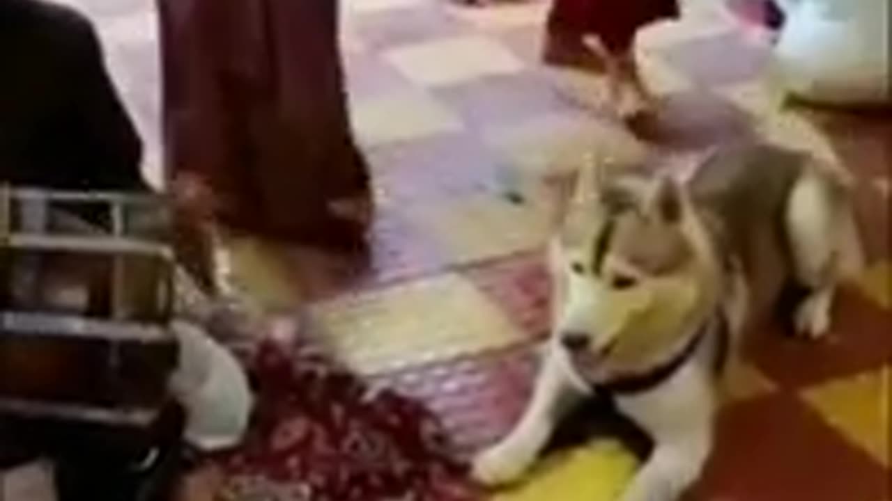 Funny Animal Videos 🤣, funny animals dancing 💃😄, funny animals fighting 😄